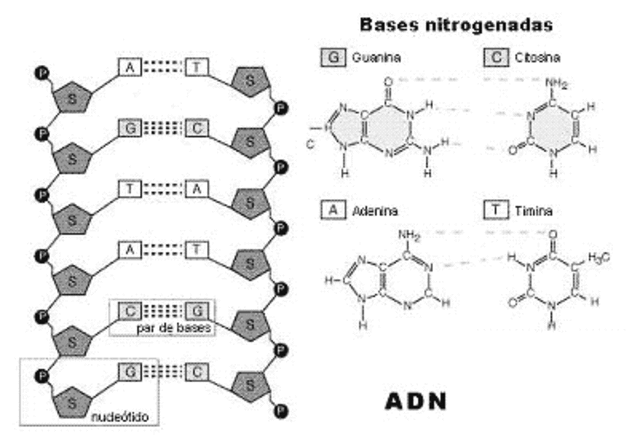 Chargaff estudia la composicion del ADN