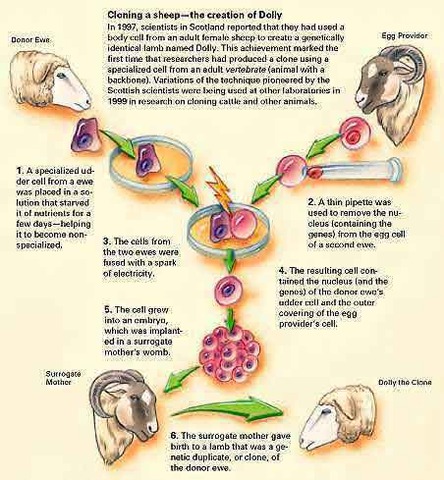 primer mamífero clonado