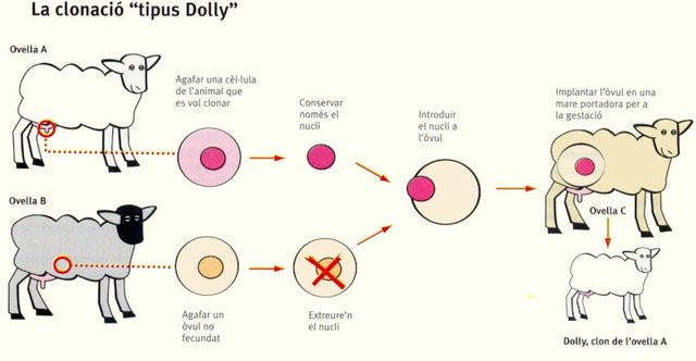 Primera clonacion (oveja Dolly)