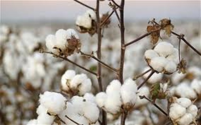 Britain imports 2.5 million pounds of raw cotton