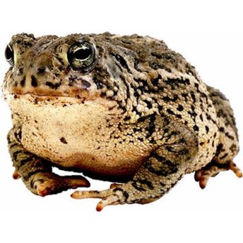 Toad