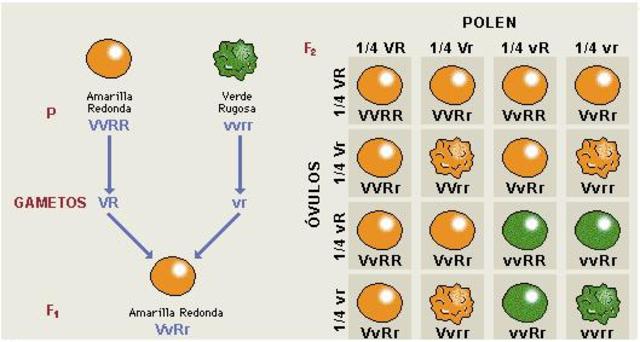 Redescubrimiento de las leyes de Mendel