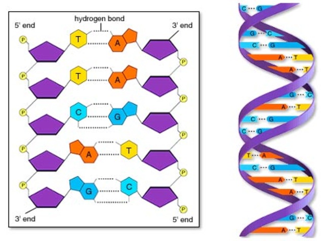 Descubrimiento de la estructura del ADN