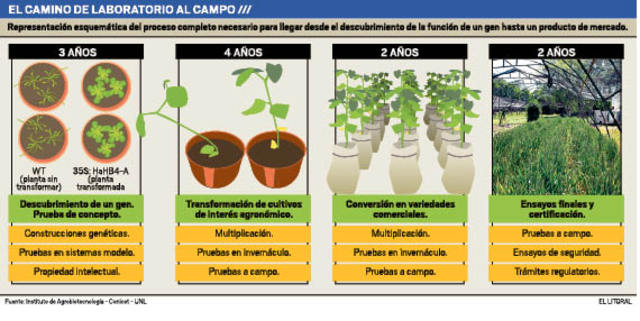 Primeros transgénicos.