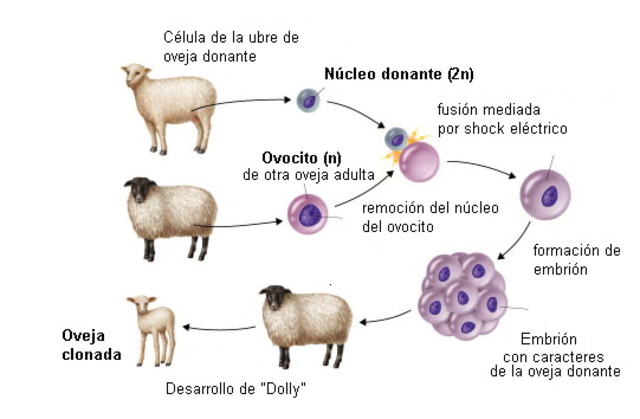 Clonación de la oveja Dolly.