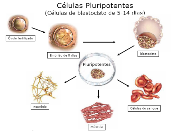 Línea de investigación para obtener células pluripotentes.