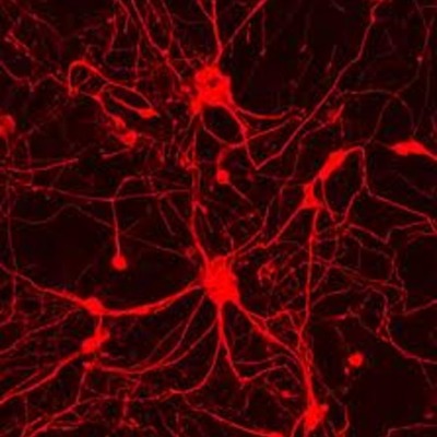 Timeline: Cell Theory