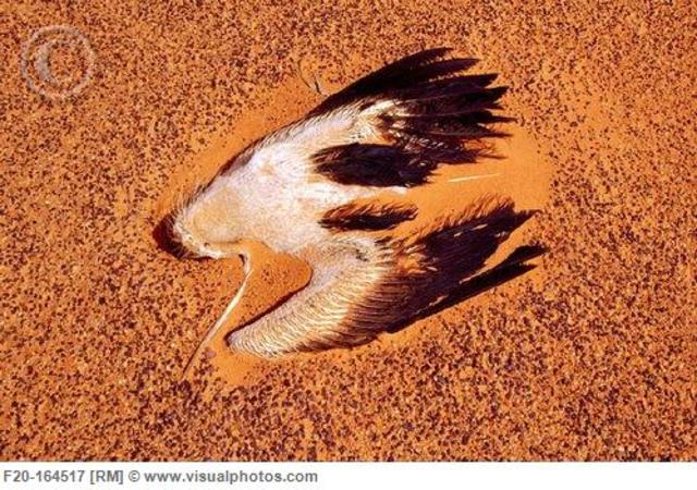 Climax / Turning Point - Salva