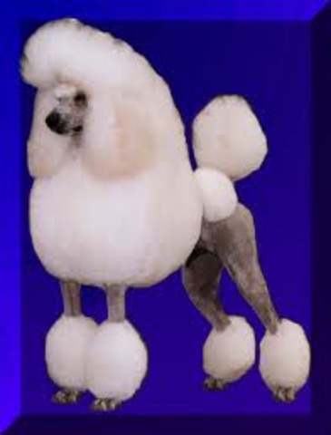 Tom lets a pinch bug go in church and the poodle begins to chase it around causing havoc