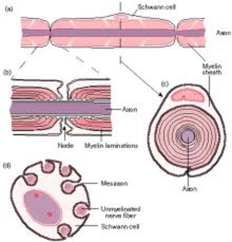 Cell Theory (Animals)