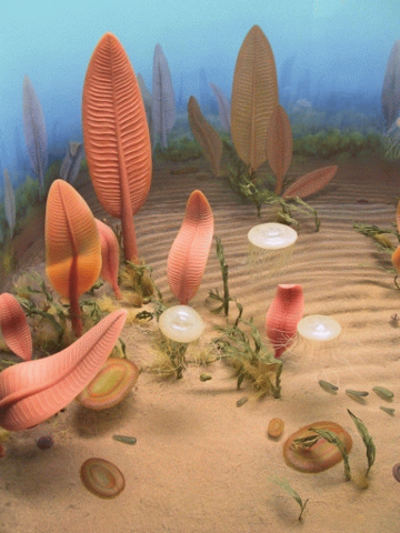 Earliest multicellular organisms