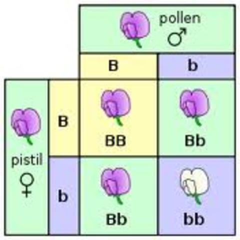 Mendel's Genetics Laws