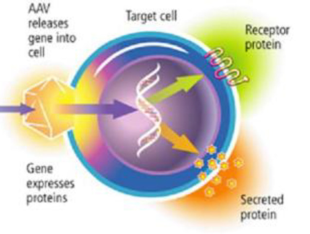 Genes Produce Enzymes