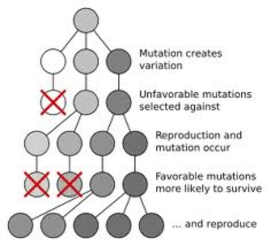 Announcement of Natural Selection