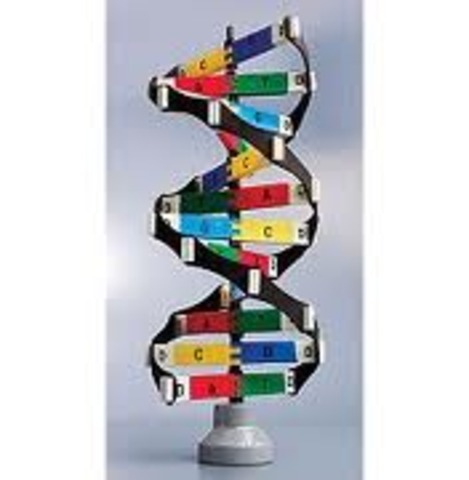 Three-Dimensional DNA Model