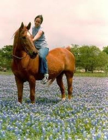Bird rode Sundancer people were amazed.