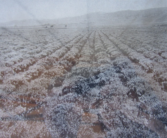 Rubber plantation established in Valley Center