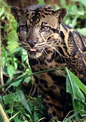 the Bornean clouded leopard, declared new species by WWF