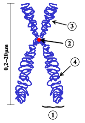 Descubrimiento del cromosoma