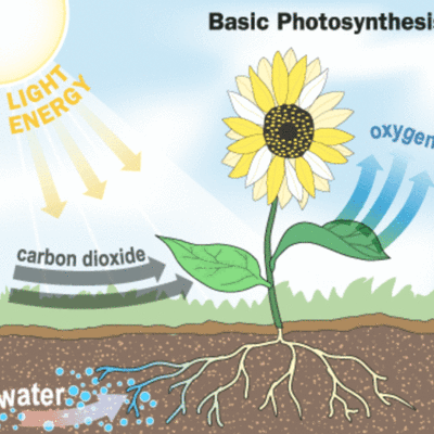 Timeline: Photosynthesis