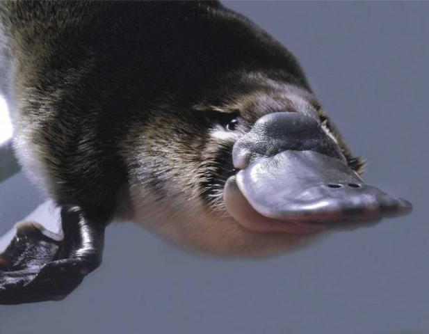 Platypus Genome