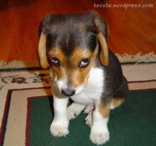 Dogs used as research animals