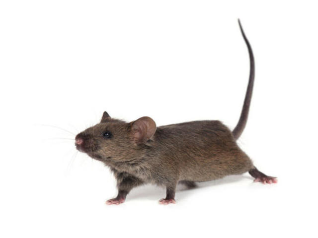 Mice Bred for Biomedical Testing