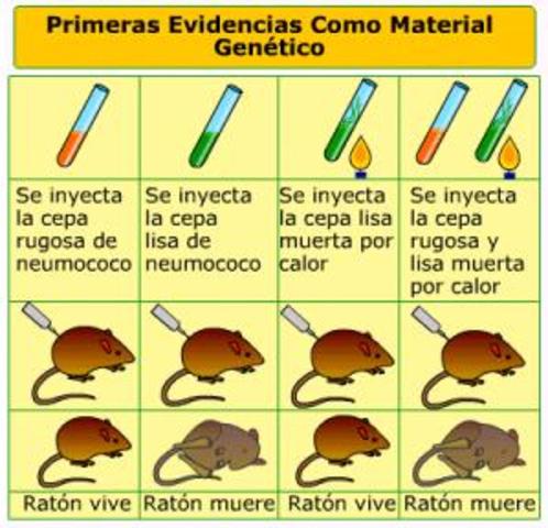 TRANSFORMACIÓN DE UNA CEPA NO PATOGÉNICA.