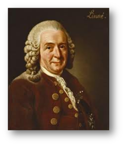 Carolus Linaeus