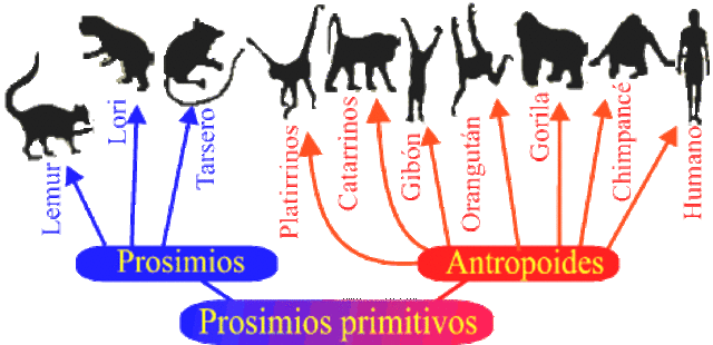 Simios y hominidos