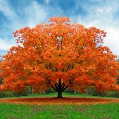 Timeline: agroecologia