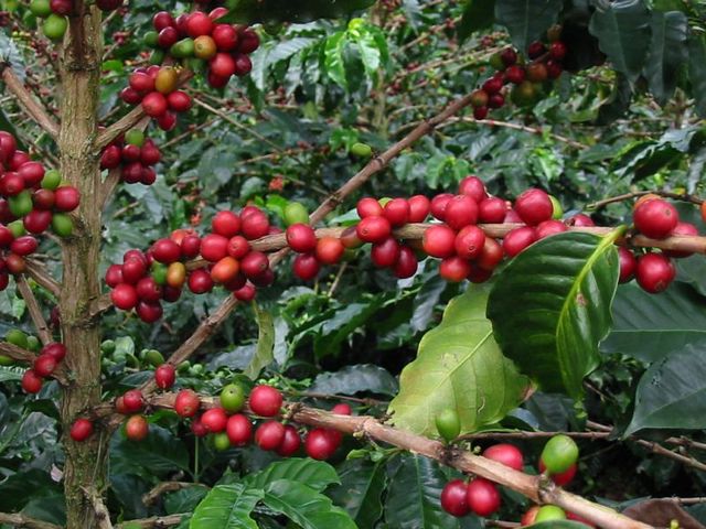 empieza con la agricultura