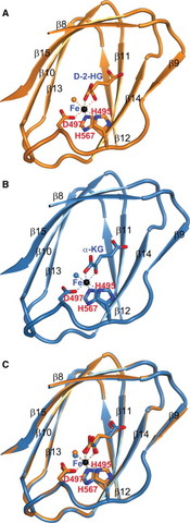 2-HG is an antagonist of alpha-KG
