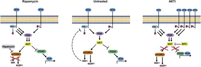 AKT inhibition induces RTK expression
