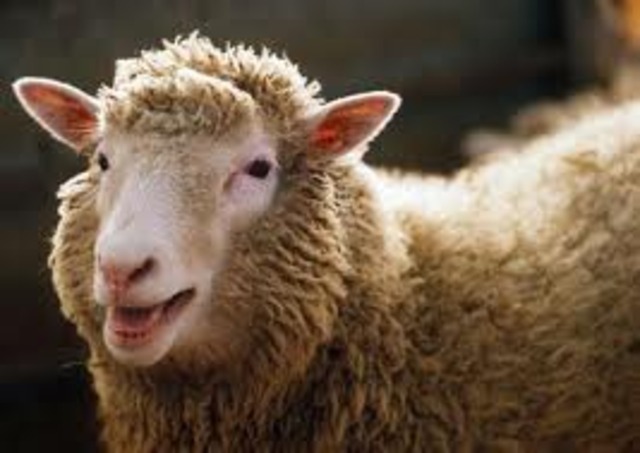 Scientists clone a sheep "Dolly"