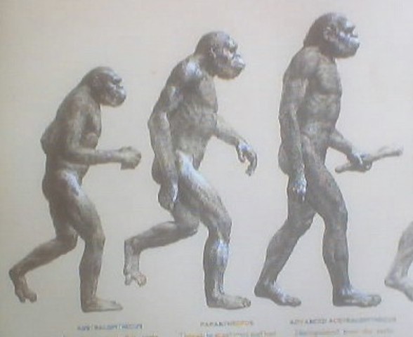 Los Primeros Hominidos