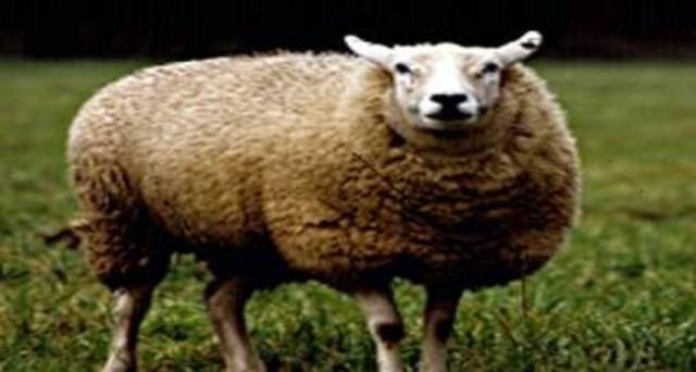 Primer mamifero clonado