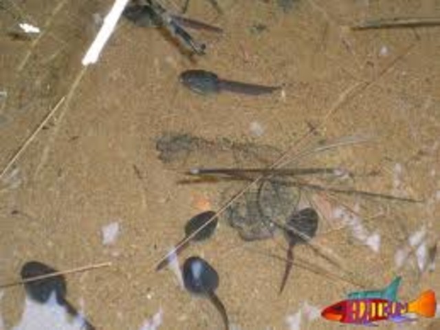 Transferencia de nucleos