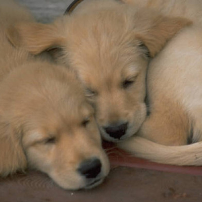 Timeline: Everything for a Dog