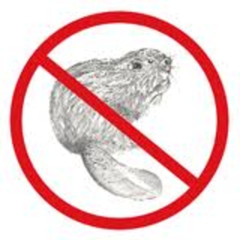 Endangered Beavers