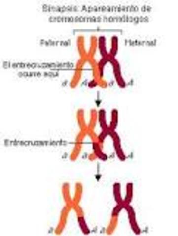 El entrecruzamiento cromosómico