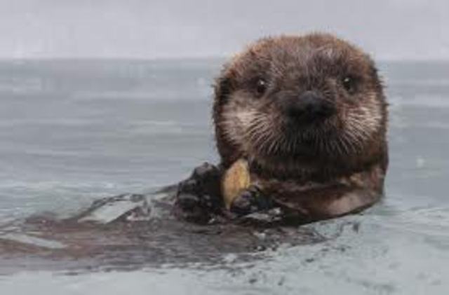 Transportation of Sea Otters