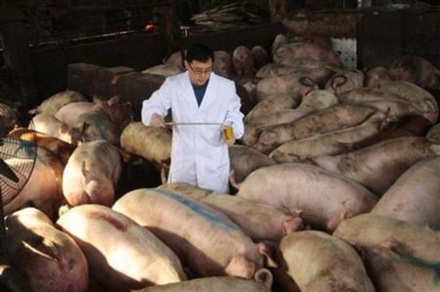 Tainted pork makes 70 ill