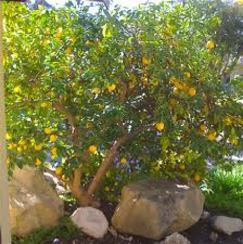 Kurt Lemon gets blown into a tree