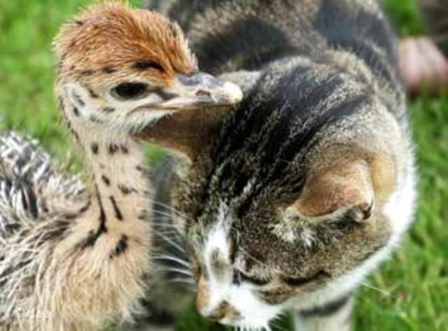 Birds and Mammals spread