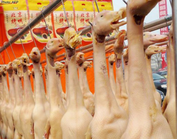 "World's Duck King" sells diseased ducks