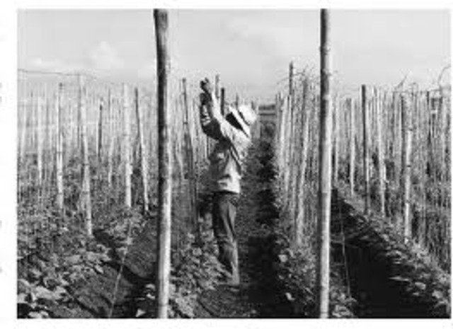 La producción aumentó