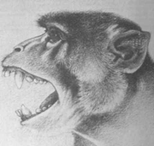 AEGIPTOPITECO (22MILLONES A 18 MILLONES DE AÑOS)