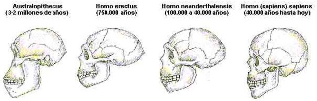 EVOLUCION DEL CRANEO