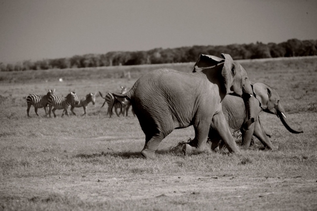 Endangered Species act